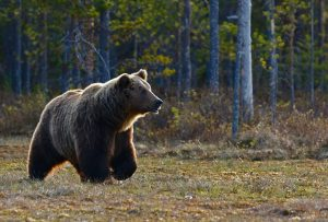 In Canada, keeping an eye out for bears