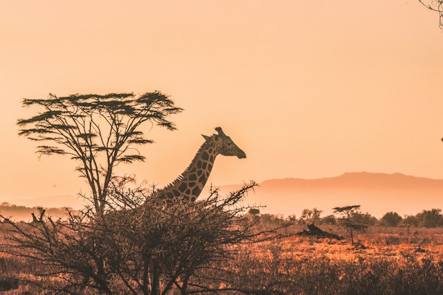 The Top 3 Safari Locations in Africa